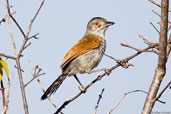 Male Rufous-winged Antshrike, Mucugê, Bahia, Brazil, October 2008 - click for larger image