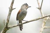 Male Rufous-winged Antshrike, Jaqueira, Pernambuco, Brazil, March 2004 - click for larger image
