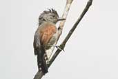 Male Rufous-winged Antshrike, Jaqueira, Pernambuco, Brazil, March 2004 - click for larger image