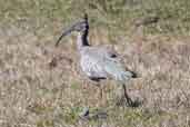 Plumbeous Ibis, Rio Grande do Sul, Brazil, August 2004 - click for larger image