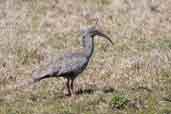 Plumbeous Ibis, Rio Grande do Sul, Brazil, August 2004 - click for larger image