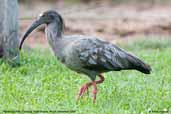 Plumbeous Ibis, Pantanal, Mato Grosso, Brazil, December 2006 - click for larger image