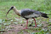 Immature Buff-necked Ibis, Pantanal, Mato Grosso, Brazil, December 2006 - click for a larger image