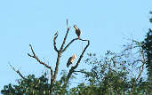 Buff-necked Ibis, Emas, Goiás, Brazil, April 2001 - click for a larger image