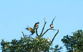 Buff-necked Ibis, Emas, Goiás, Brazil, April 2001 - click for a larger image