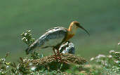 Buff-necked Ibis, Serra de Babylônia, Minas Gerais, Brazil, April 2001 - click for a larger image