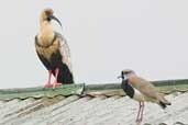 Black-faced Ibis, Lago Villarica, Chile, November 2005 - click for larger image