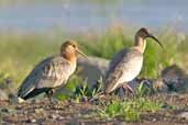 Immature with adult Black-faced Ibis, Lago Villarica, Chile, November 2005 - click for larger image