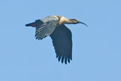 Black-faced Ibis, Caulin, Chiloe, Chile, December 2005 - click for larger image