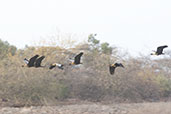 Black-faced Ibis, Lago Tinajones, Lambayeque, Peru, October 2018 - click for larger image