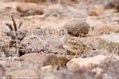 Least Seedsnipe, Pinguino de Humboldt N. R., Chile, January 2007 - click for larger image