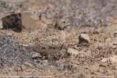 Least Seedsnipe, Pinguino de Humboldt N. R., Chile, January 2007 - click for larger image