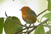 Rufous-chested Tanager, Leymebamba, Amazona, Peru, October 2018 - click for larger image