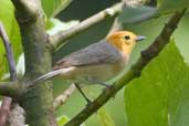 Orange-headed Tanager, Jaqueira, Pernambuco, Brazil, March 2004 - click for larger image