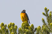 Male Blue-and-yellow Tanager, Urupema, Santa Catarina, Brazil, October 2022 - click for larger image