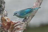 Azure-shouldered Tanager, Ubatuba, São Paulo, Brazil, August 2004 - click for larger image