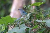 Azure-shouldered Tanager, Ubatuba, São Paulo, Brazil, July 2002 - click for larger image