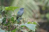 Azure-shouldered Tanager, Ubatuba, S&atilde;o Paulo, Brazil, July 2002 - click for larger image