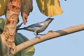 Blue-grey Tanager, Caxiuanã, Pará, Brazil, November 2005 - click for larger image