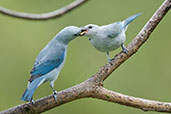Blue-grey Tanager, Montazuma, Tatama, Risaralda, Colombia, April 2012 - click for larger image