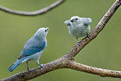 Blue-grey Tanager, Montazuma, Tatama, Risaralda, Colombia, April 2012 - click for larger image