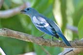 Blue-grey Tanager, Palmarí, near Tabatinga, Amazonas, Brazil, September 2003 - click for larger image