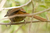 Flammulated Treehunter, Santa Marta mountains, Magdalena, Colombia, April 2012 - click for larger image