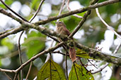 Plain Softtail, Upper Loreto Road, Napo, Ecuador, November 2019 - click for larger image