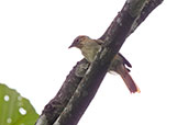 Plain Softtail, Upper Loreto Road, Napo, Ecuador, November 2019 - click for larger image