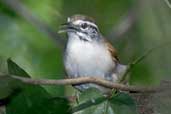 Moustached Wren, Bahia, Brazil, March 2004 - click for larger image