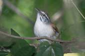 Moustached Wren, Bahia, Brazil, March 2004 - click for larger image