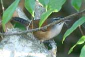 Moustached Wren, Murici, Alagoas, Brazil, March 2004 - click for larger image