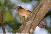 Long-billed Wren, REGUA, Rio de Janeiro, Brazil, November 2006 - click for larger image