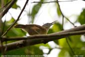 Long-billed Wren, REGUA, Rio de Janeiro, Brazil, November 2006 - click for larger image