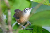 Long-billed Wren, Ubatuba, São Paulo, Brazil, April 2004 - click for larger image