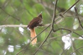 Striated Softail, Boa Nova, Bahia, Brazil, October 2008 - click for larger image