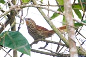 Striated Softail, Boa Nova, Bahia, Brazil, July 2002 - click for larger image