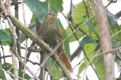 Striated Softail, Boa Nova, Bahia, Brazil, July 2002 - click for larger image