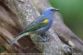 Golden-chevroned Tanager, Parque do Zizo, São Paulo, Brazil, November 2006 - click for larger image