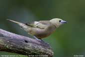 Palm Tanager, Parque do Zizo, São Paulo, Brazil, November 2006 - click for larger image