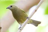 Palm Tanager, Pantanal, Mato Grosso, Brazil, November 2006 - click for larger image