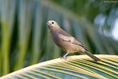 Palm Tanager, Sauípe, Bahia, Brazil, October 2008 - click for larger image