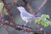 Sayaca Tanager, Chapada Diamantina, Bahia, Brazil, July 2002 - click for larger image