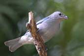 Sayaca Tanager, Ubatuba, São Paulo, Brazil, July 2002 - click for larger image