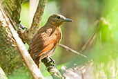 Streak-capped Treehunter, Montezuma, Tatama, Risaralda, Colombia, April 2012 - click for larger image