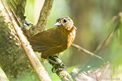 Streak-capped Treehunter, Montezuma, Tatama, Risaralda, Colombia, April 2012 - click for larger image