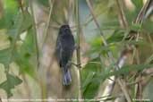 Male Sooty Grassquit, Ubatuba, São Paulo, Brazil, December 2006 - click for larger image