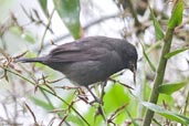 Male Sooty Grassquit, Teresópolis, Rio de Janeiro, Brazil, November 2008 - click for larger image