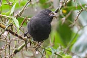 Male Sooty Grassquit, Teresópolis, Rio de Janeiro, Brazil, November 2008 - click for larger image