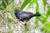 Male Sooty Grassquit, Teresópolis, Rio de Janeiro, Brazil, November 2008 - click for larger image